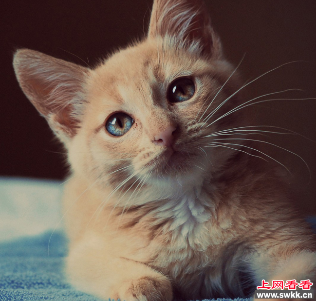 长寿的猫