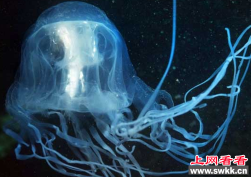 箱水母