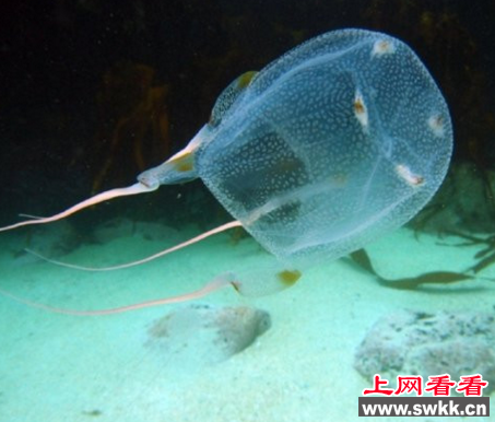 世界毒性最大的动物 箱水母