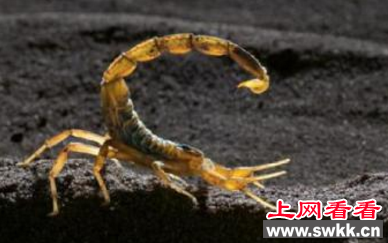 巴勒斯坦毒蝎