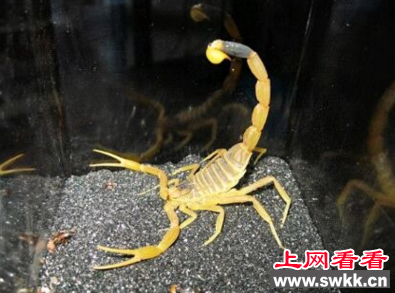 世界毒性最强的蝎子