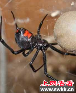 黑寡妇蜘蛛
