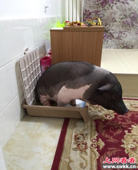 女子晒170斤宠物猪