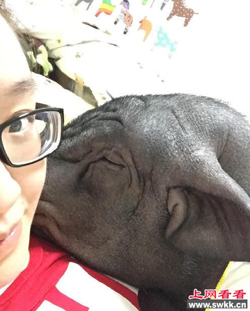 女子晒170斤宠物猪