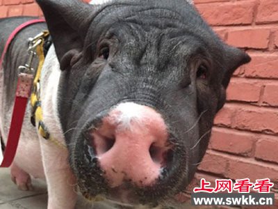 女子晒170斤宠物猪