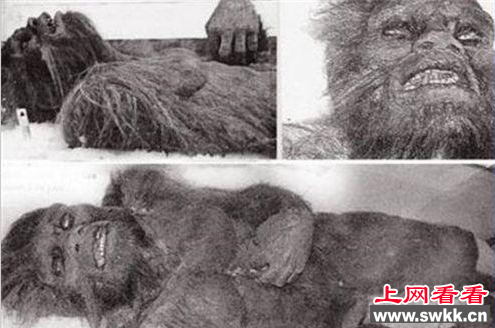 ʷǰʵ_ѩ˱ҹۡ(Yeti)