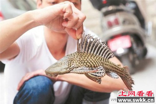 泉州市民捕获怪鱼
