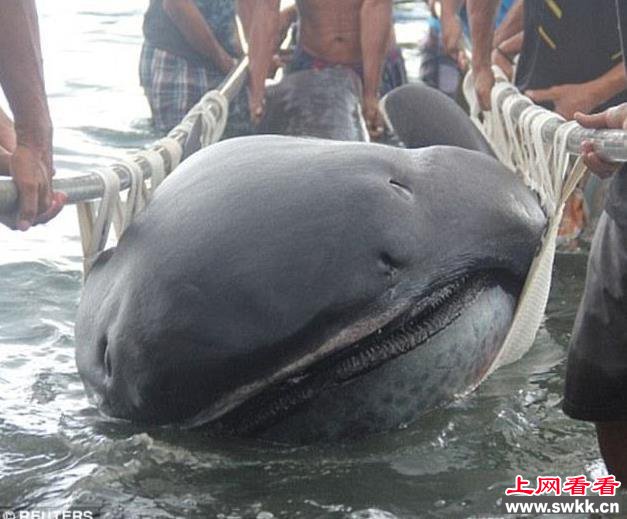 日本捕获大嘴鲨