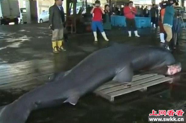 日本捕获大嘴鲨