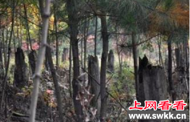 都溪毁林事件
