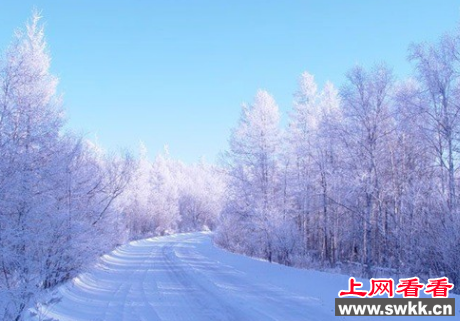 针叶林