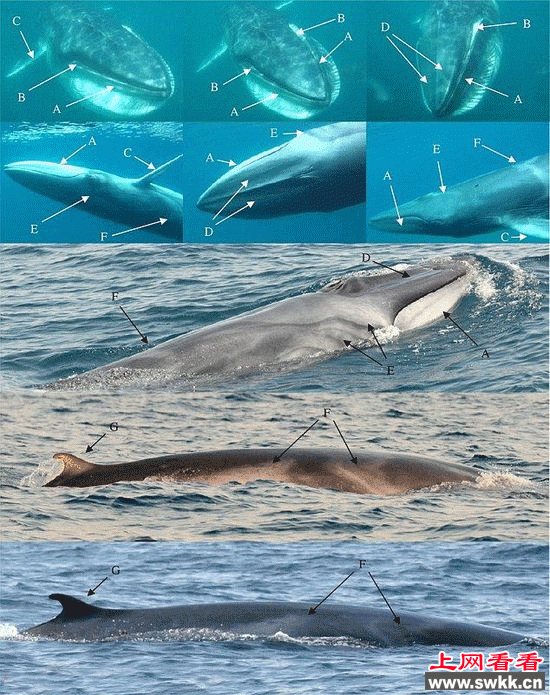 首次拍到角岛鲸