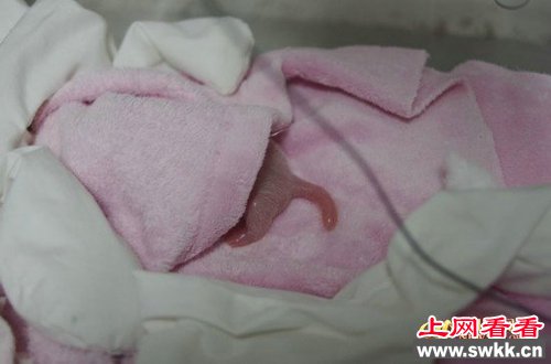 首对双胞熊猫诞生