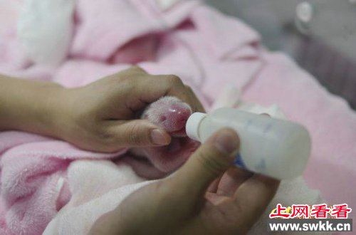 首对双胞熊猫诞生