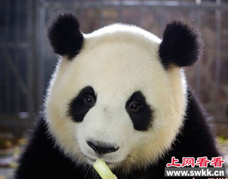 首对双胞熊猫诞生