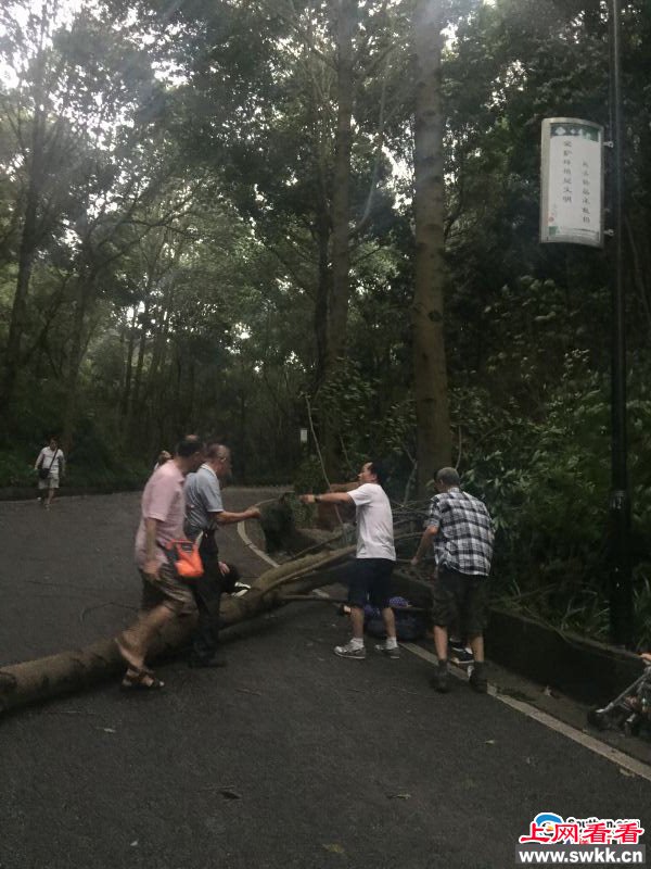树被吹倒压两老人