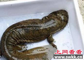 水库传婴儿啼哭声