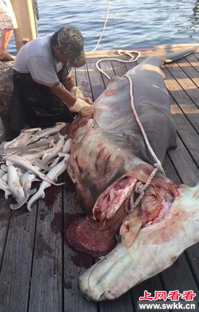 水手当众剖腹鲨鱼