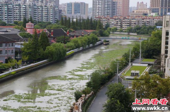 苏州河大量水葫芦