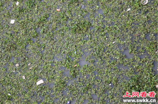 苏州河大量水葫芦