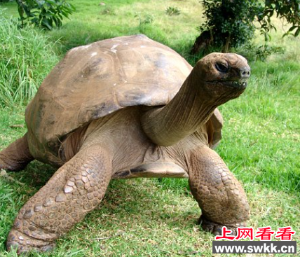 世界年龄最大的乌龟