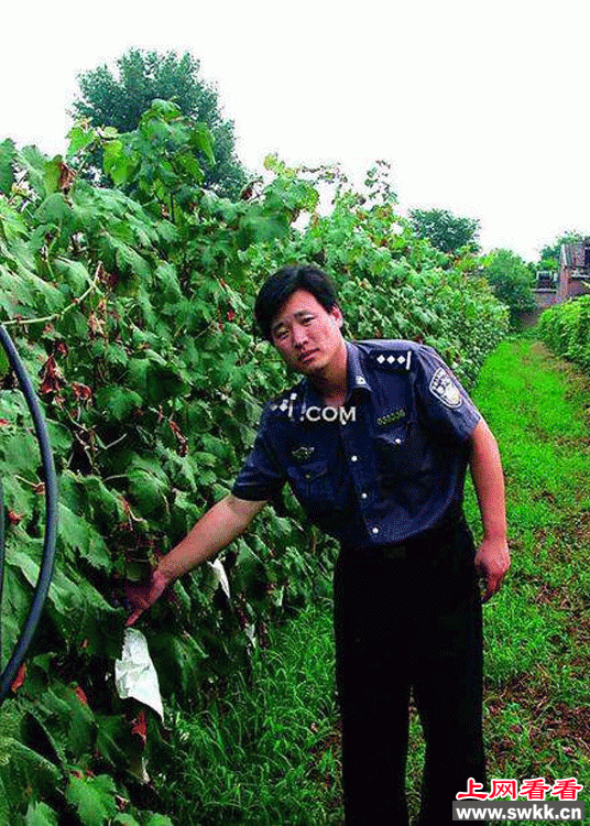 天价葡萄案始末回顾