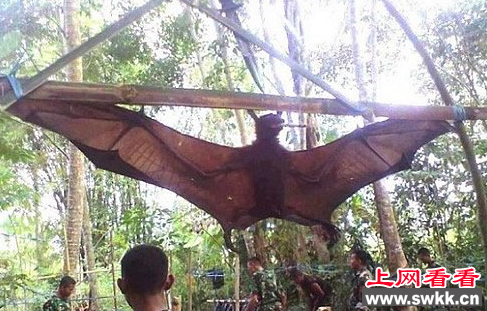 世界最大的蝙蝠