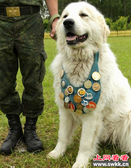 狗