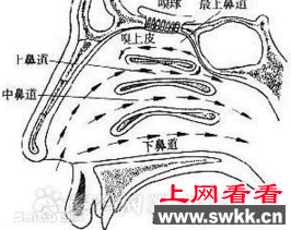 狗的嗅觉图
