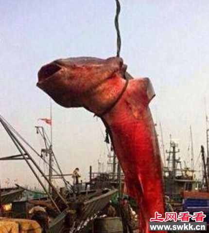 世界上捕获最大的鲨鱼