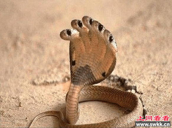 五头蛇是真的吗
