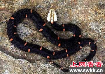 喜玛拉雅白头蛇