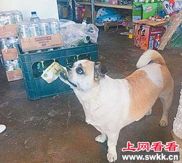 小狗叼1元买火腿