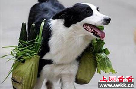 小狗叼1元买火腿