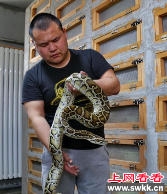 小伙养3万条蛇