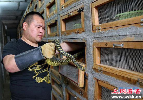 小伙养3万条蛇