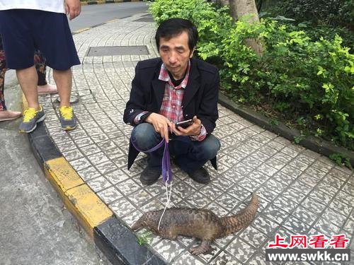 小区窜出穿山甲