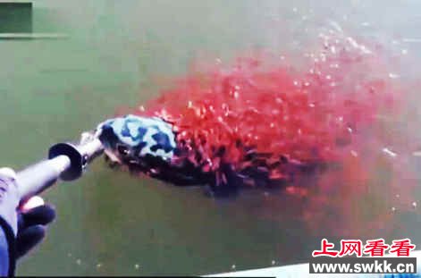 小蛇头鱼合力救母
