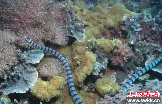 世界上毒性最强的海蛇