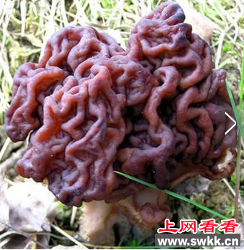 世界上毒性最强的蘑菇