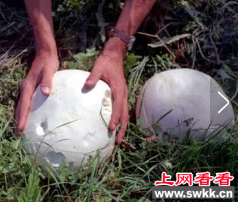 世界上毒性最强的蘑菇