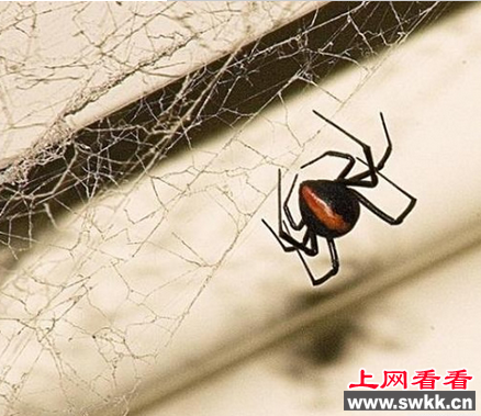 世界上毒性最强的蜘蛛