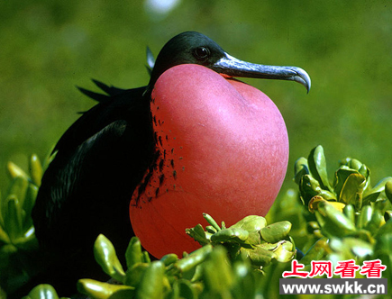 世界上飞得最快的鸟