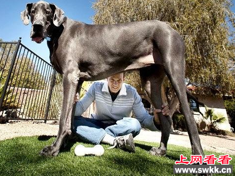 世界上个子最高的狗