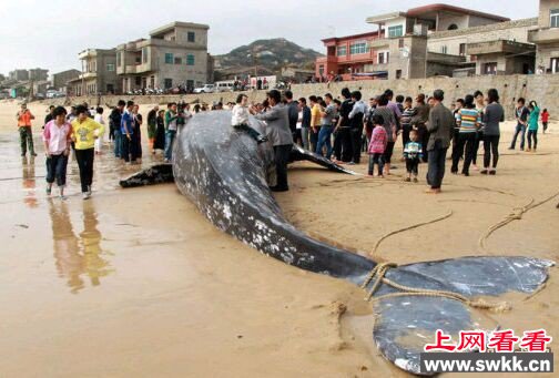 泄洪冲出大鱼