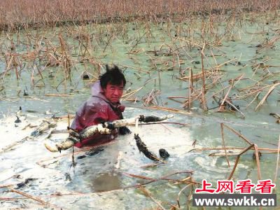 兴平莲菜滞销