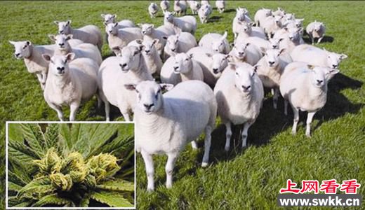 羊群误食大麻