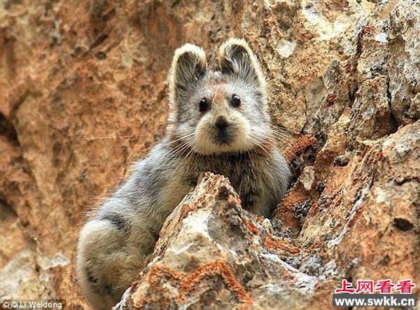 伊犁鼠兔再现中国