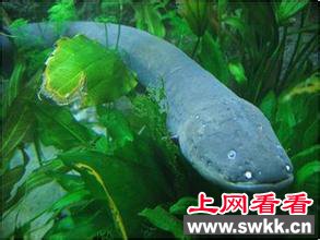 天敌的电鳗能电死人吗 天敌的电鳗能电死人吗