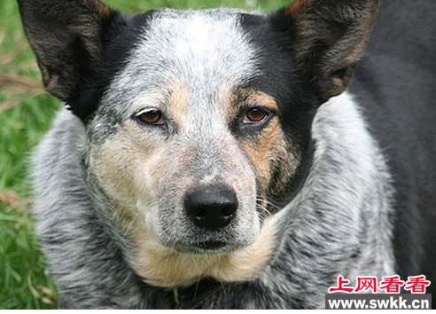 世界上寿命最长的狗
